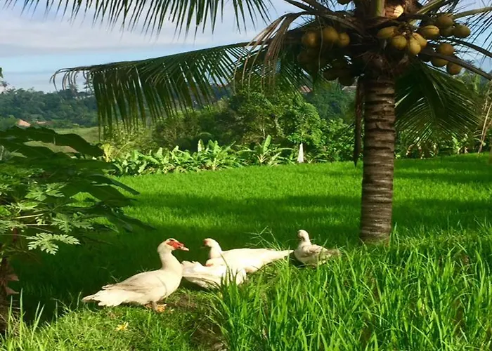 Hotel Bisma Ubud (Bali)